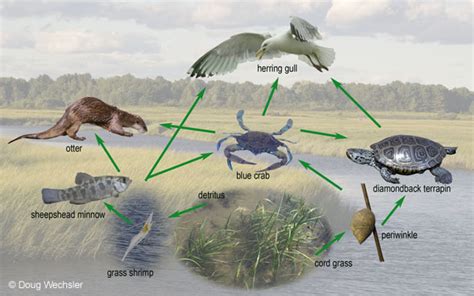 food web of wetlands