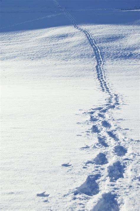footsteps in the snow PDF