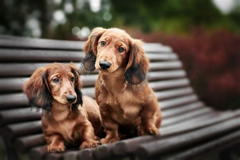 for the love of dachshunds for the love of dachshunds Doc