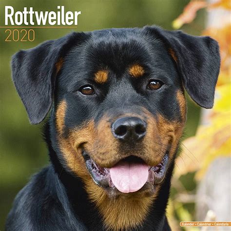 for the love of rottweilers 2015 deluxe multilingual edition Epub