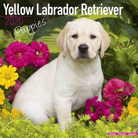 for the love of yellow labrador retrievers 2014 calendar Reader