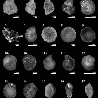 foraminiferal genera and their classification Reader