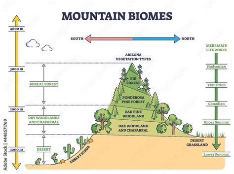 forest biome vs mountain biome