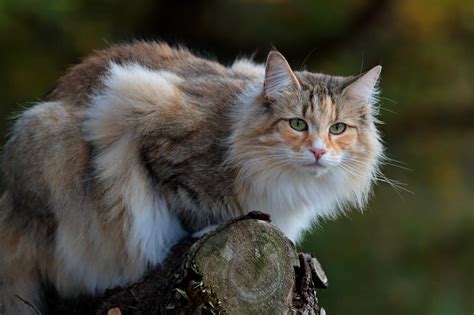 forest cat