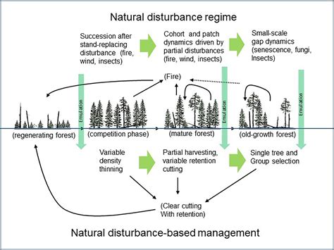 forest dynamics and disturbance regimes Doc