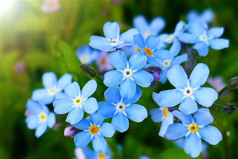 forget me not flower