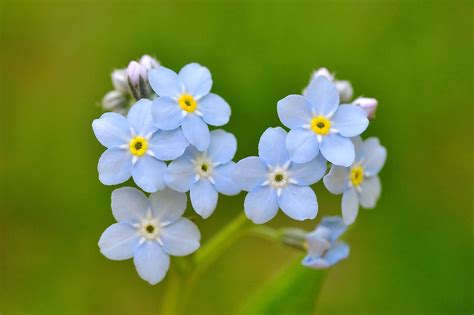 forget me not iran forget me not iran Reader