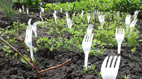 forks in the yard