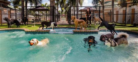 fort lauderdale pet lodge