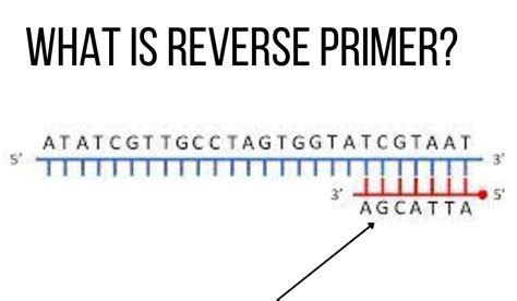 forward and reverse primers