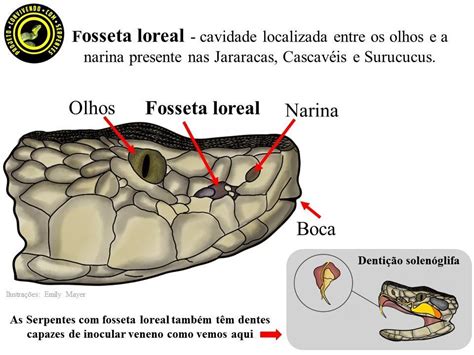 fossetas loreais