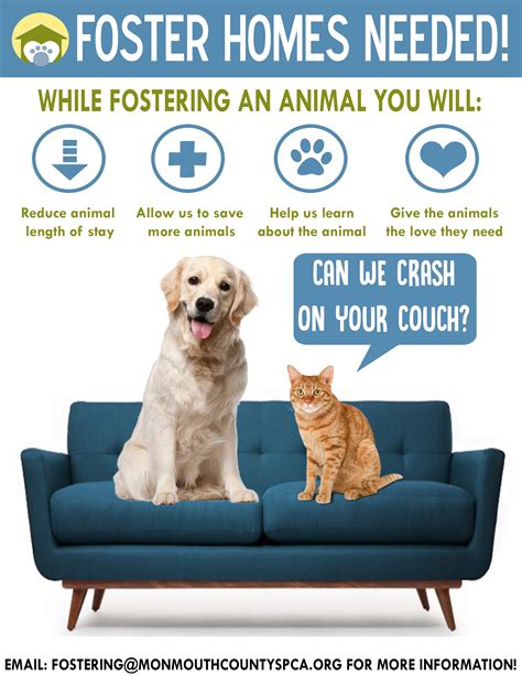 foster a pet near me