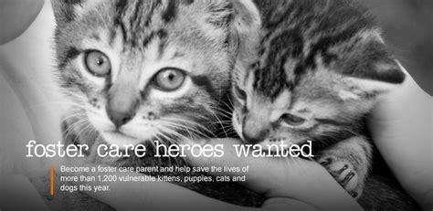 foster homes for cats