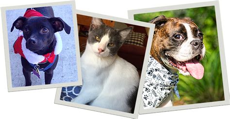 foster homes for pets near me