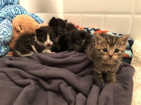 foster kittens near me