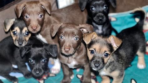 fostering puppies near me