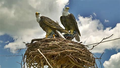 fotos nidoa de aguilas