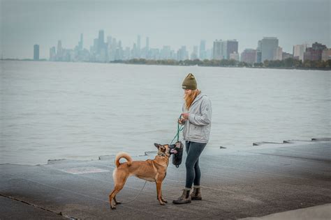 found chicago boarding and training