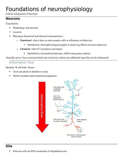 foundations of cellular neurophysiology Epub