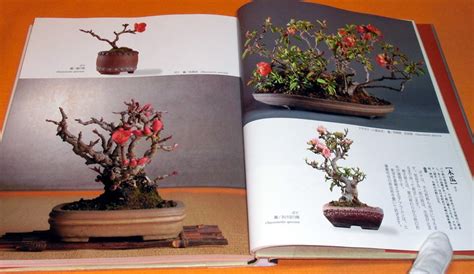 four seasons of bonsai Reader