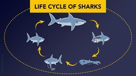 four stages shark life cycle Ebook Reader