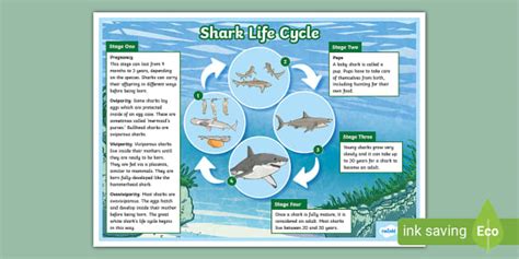 four stages shark life cycle Ebook Reader