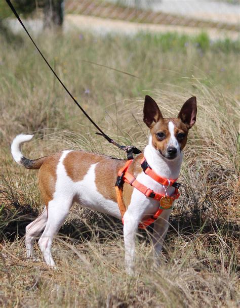 fox terrier mix