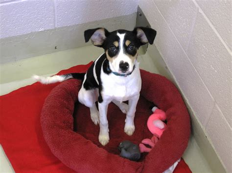 frederick animal shelter