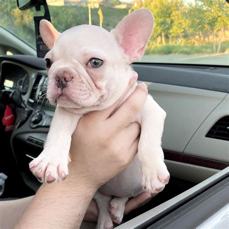 french bulldog adoption