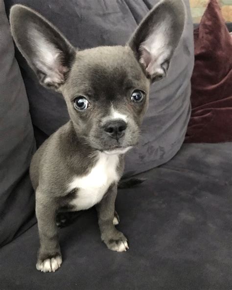 french bulldog and chihuahua mix