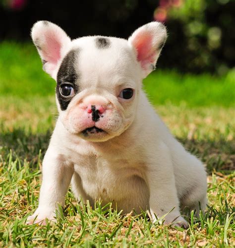 french bulldog puppies with toys