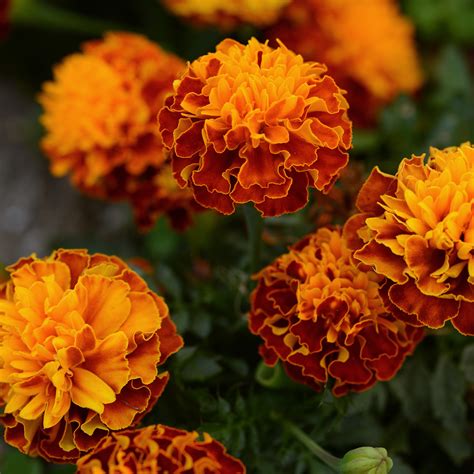 french marigolds