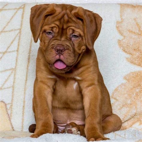 french mastiff puppies for sale ontario PDF