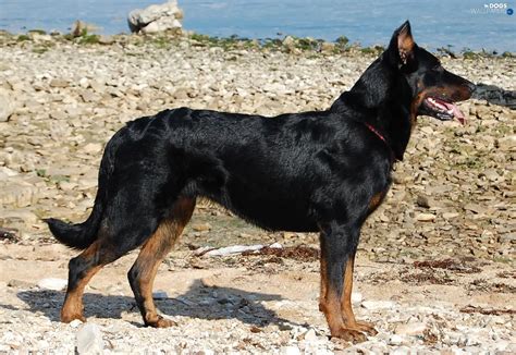 french shepherd beauceron