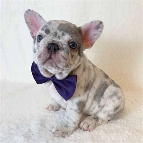 frenchie dog rescue