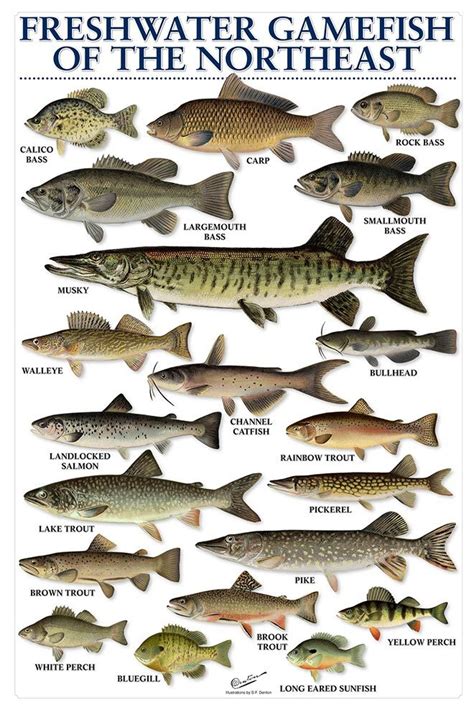 Freshwater Fish Size Chart