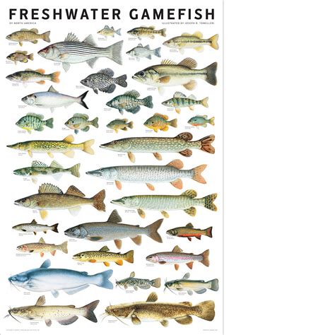 freshwater gamefish of north america poster Epub