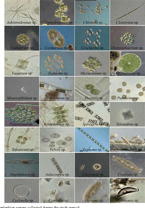 freshwater plankton identification guide PDF