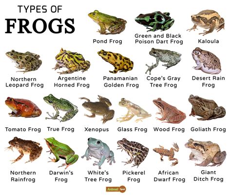 frog breeds