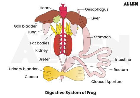 frog digestive system diagram pdf Reader