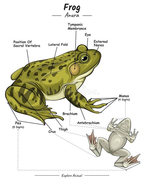frog labeled diagram 2nd grade PDF