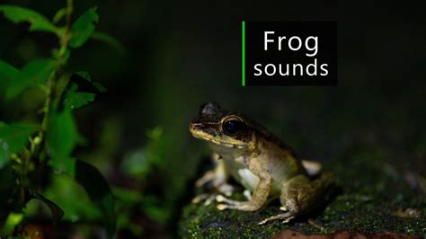 frog sounds at night