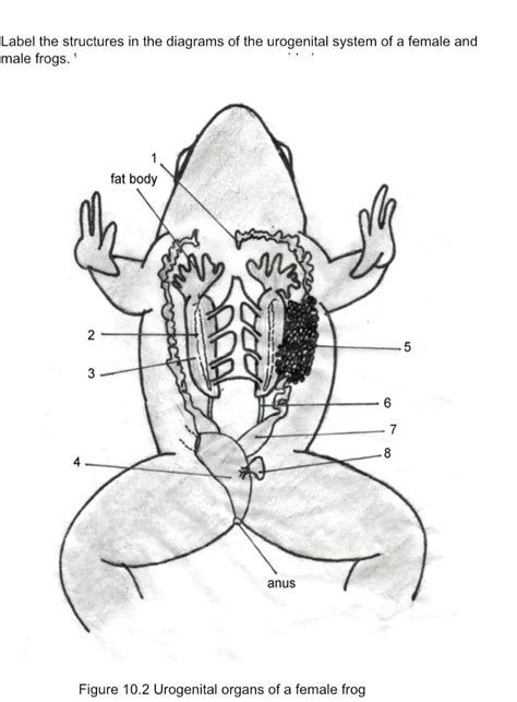 frog urogenital system diagram answers pdf PDF