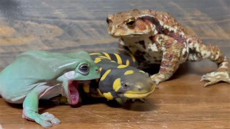 frogs toads lizards and salamanders Doc