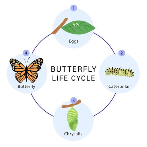 from caterpillar to butterfly lifecycles Epub