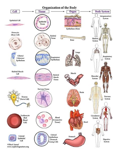 from cells to organs from cells to organs Doc