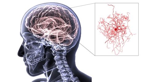 from neuron to brain Reader