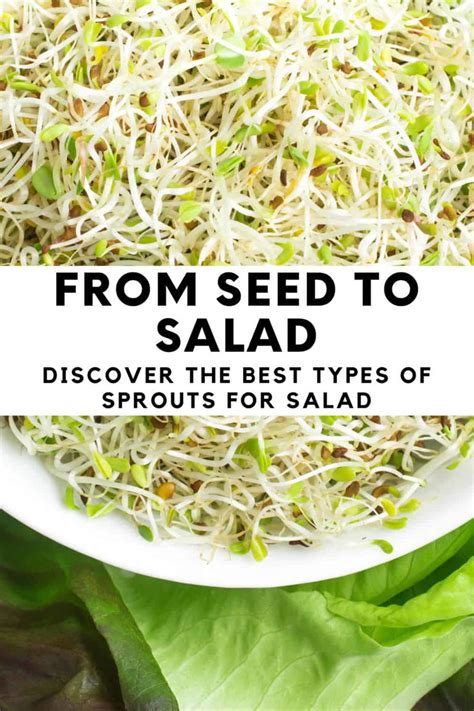 from seed to salad from seed to salad Epub