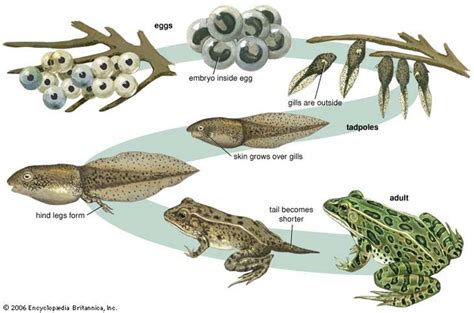 from tadpole to frog how living things grow Reader