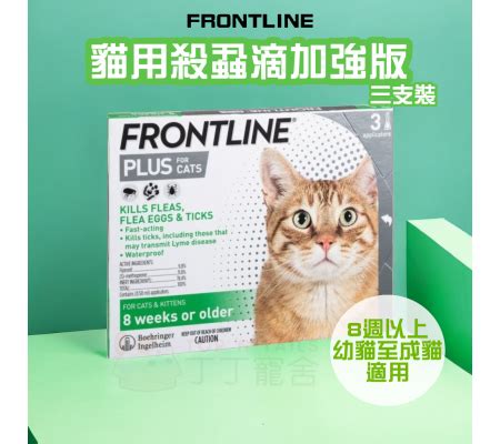 frontline 貓